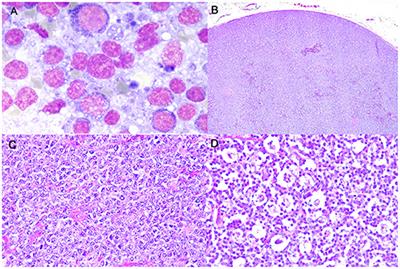 Phenotypical Characterization and Clinical Outcome of Canine Burkitt-Like Lymphoma